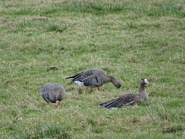 德布勞內 德布勞內