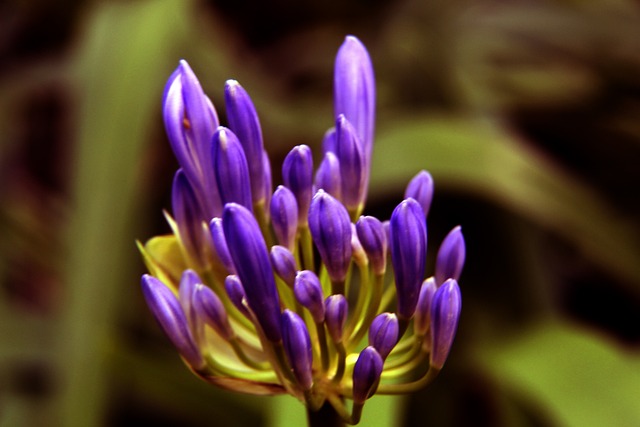 黎聖日耳曼 黎聖日耳曼