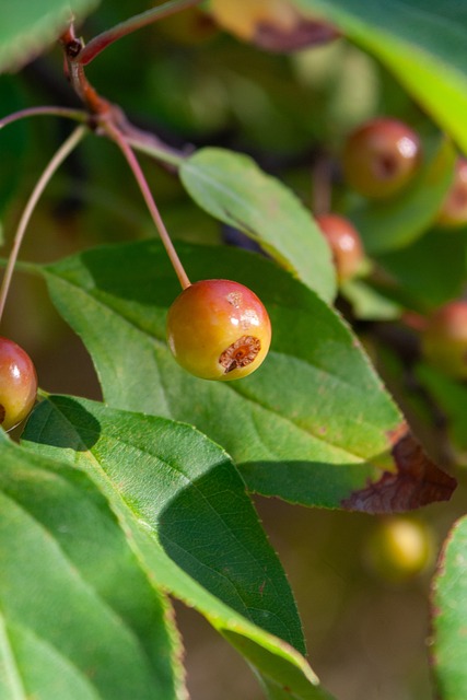 频率逐年增 频率逐年增